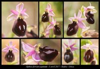 Ophrys-ferrum-equinum